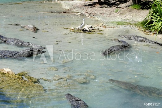 Picture of American alligators alligator mississippiensis